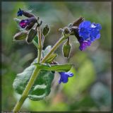 Pulmonaria mollis