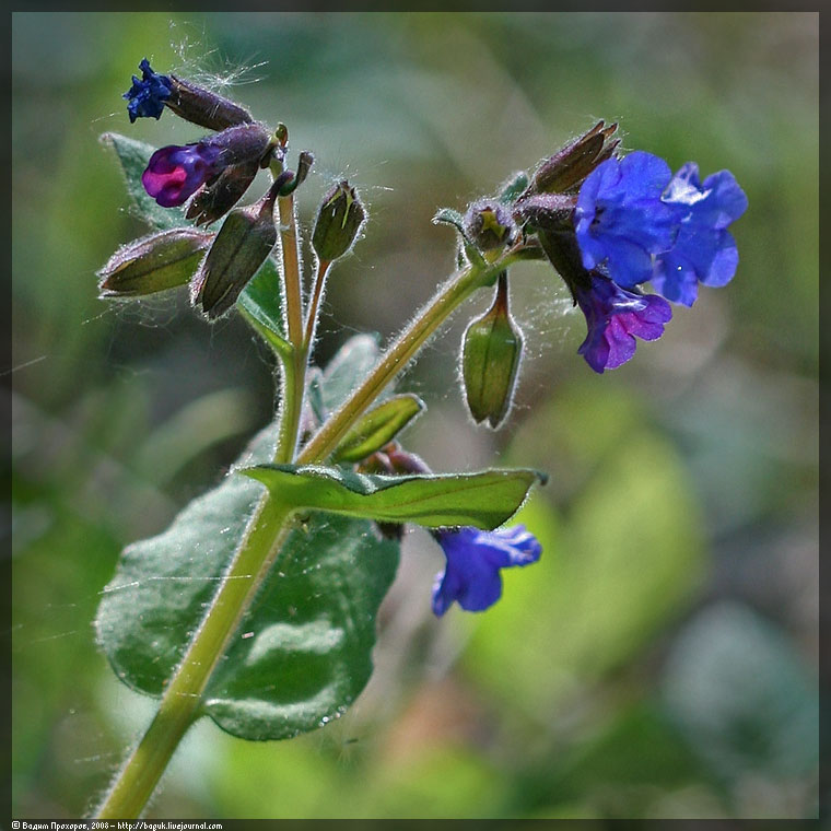 Изображение особи Pulmonaria mollis.