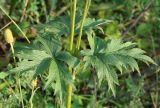 Anemone cylindrica