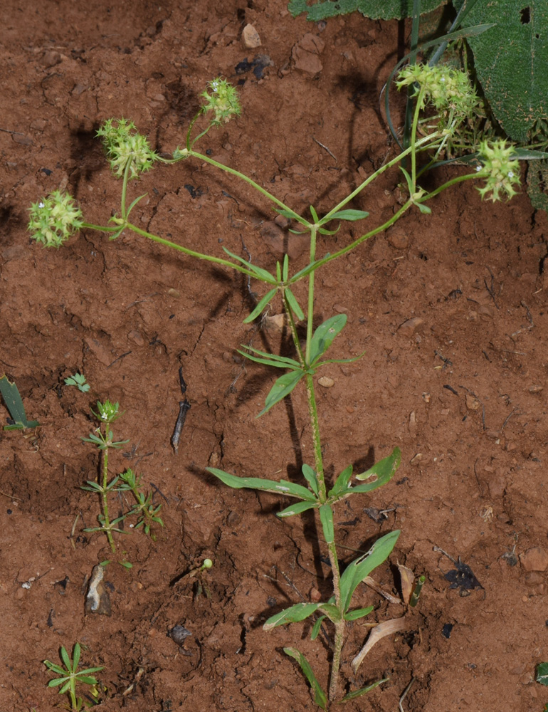 Изображение особи Valerianella dactylophylla.