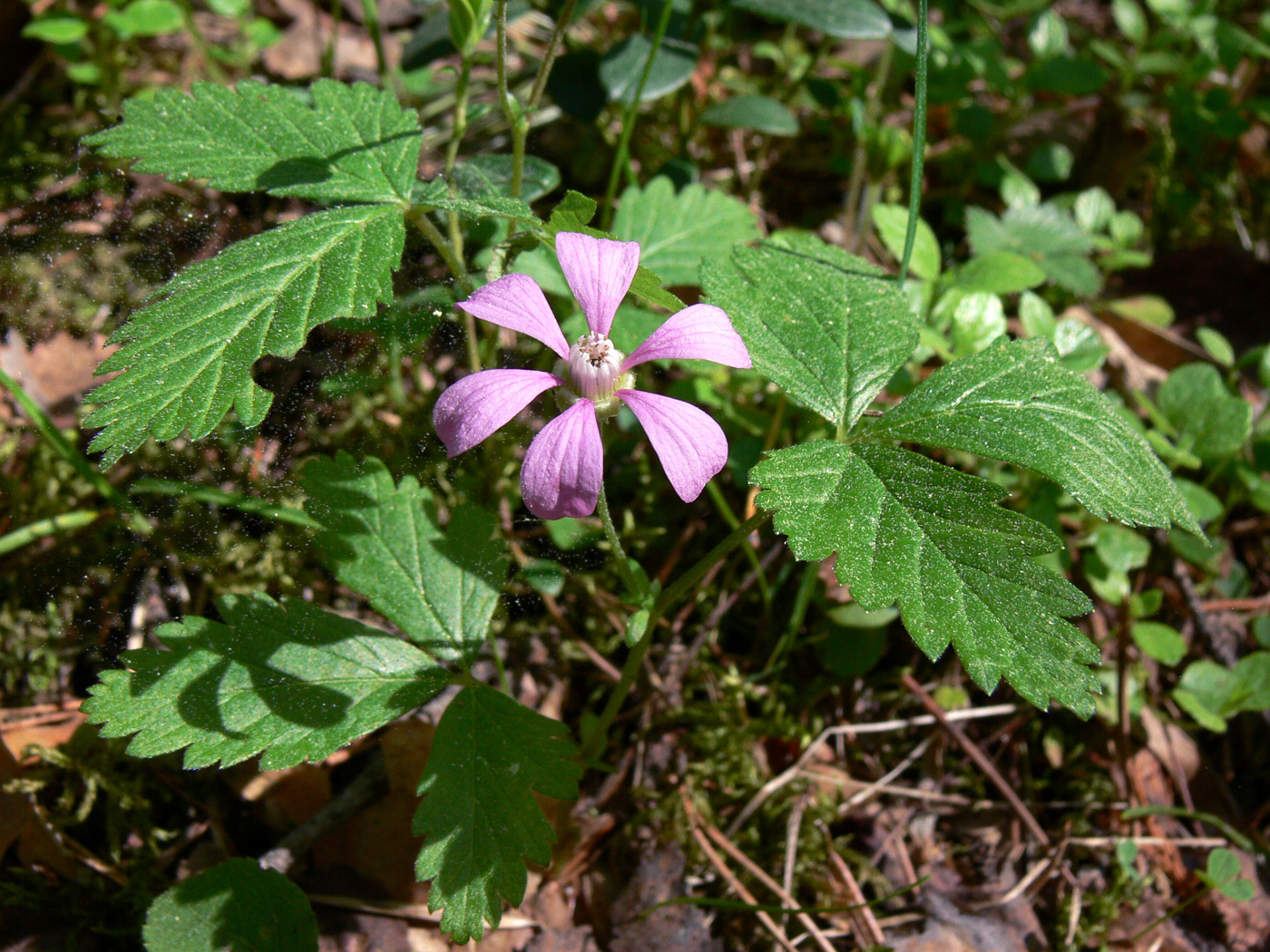 Изображение особи Rubus arcticus.