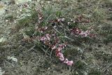 Изображение особи. Автор - Евгений Давкаев