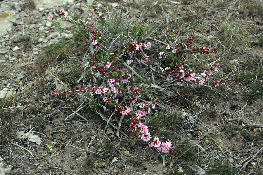 Image of Cerasus tianshanica specimen.