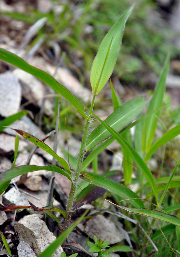Image of Spodiopogon sibiricus specimen.