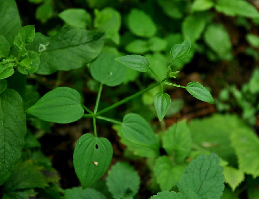 Изображение особи Rubia cordifolia.