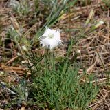 Dianthus acicularis. Растение с цветком и бутонами. Свердловская обл., окр. г. Североуральск, известняковая скала, южная сторона. 18.06.2006.