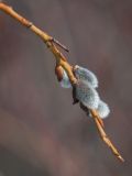 Salix phylicifolia. Ветвь с распускающимися соцветиями. Мурманская обл., окр. пос. Росляково, влажный ивняк вдоль грунтовой дороги. 16.04.2016.