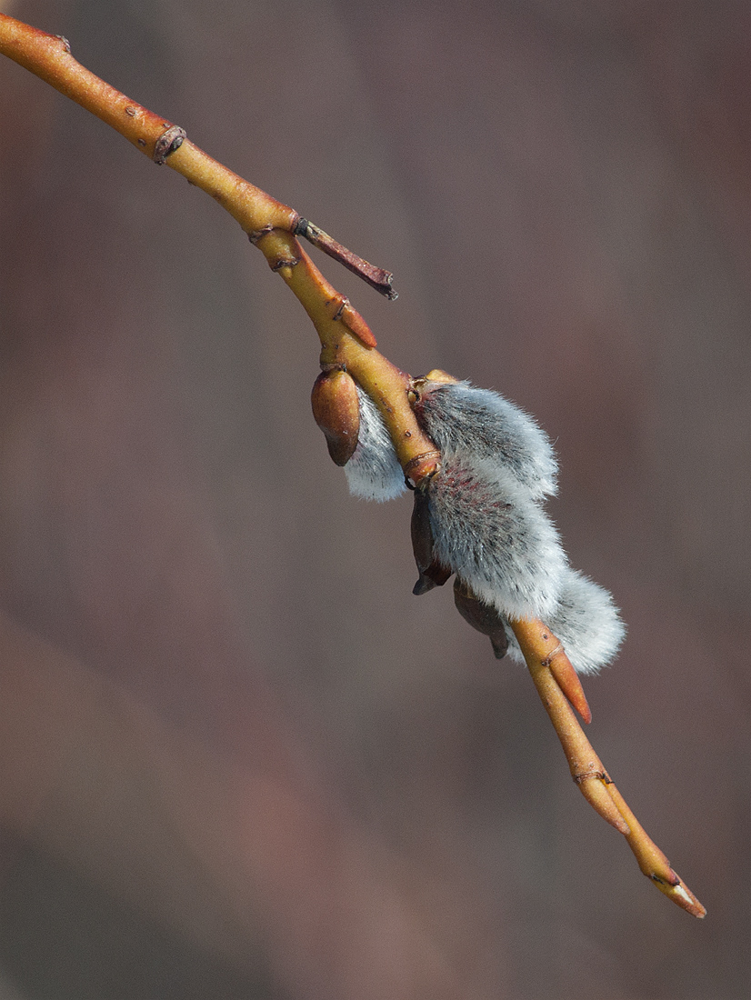 Изображение особи Salix phylicifolia.