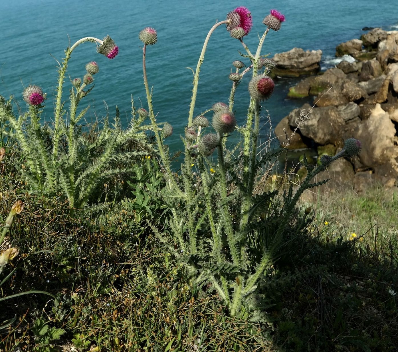 Image of Carduus uncinatus ssp. davisii specimen.