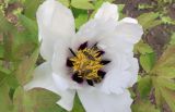 Paeonia suffruticosa