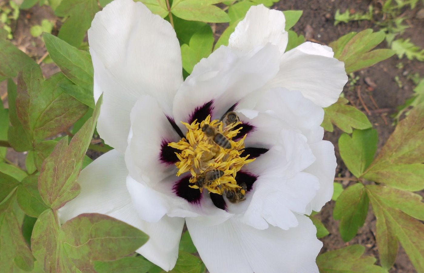 Image of Paeonia suffruticosa specimen.