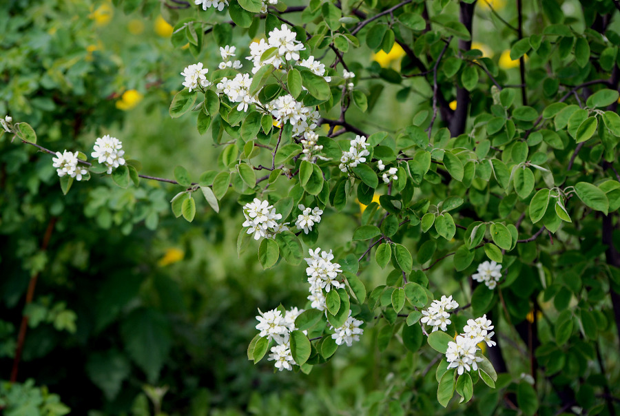 Image of Amelanchier spicata specimen.