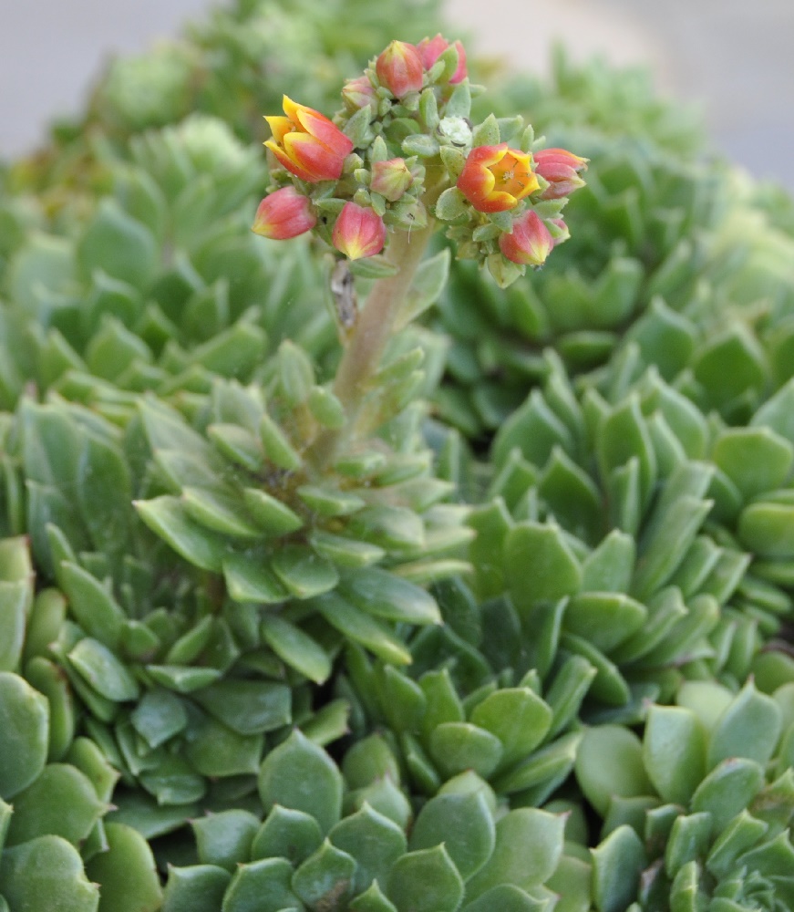 Изображение особи род Echeveria.