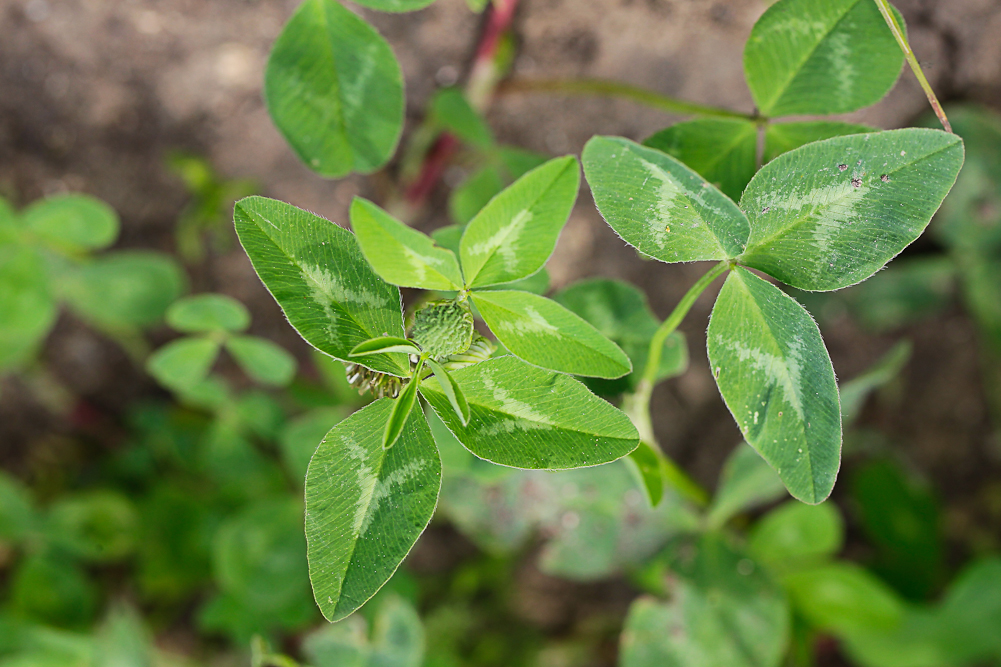 Image of Trifolium pratense specimen.