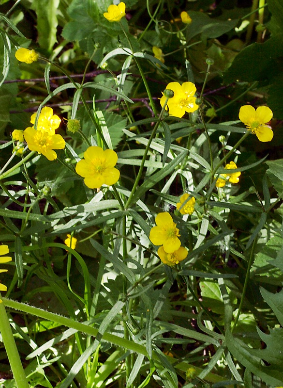 Image of Ranunculus auricomus specimen.