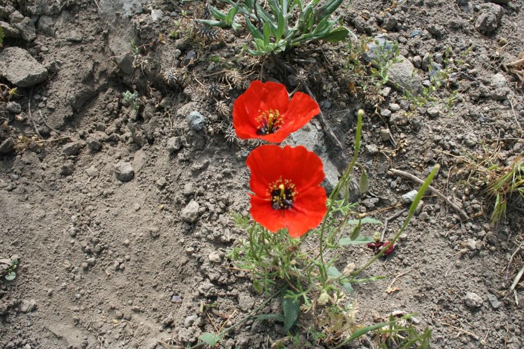 Image of Roemeria refracta specimen.