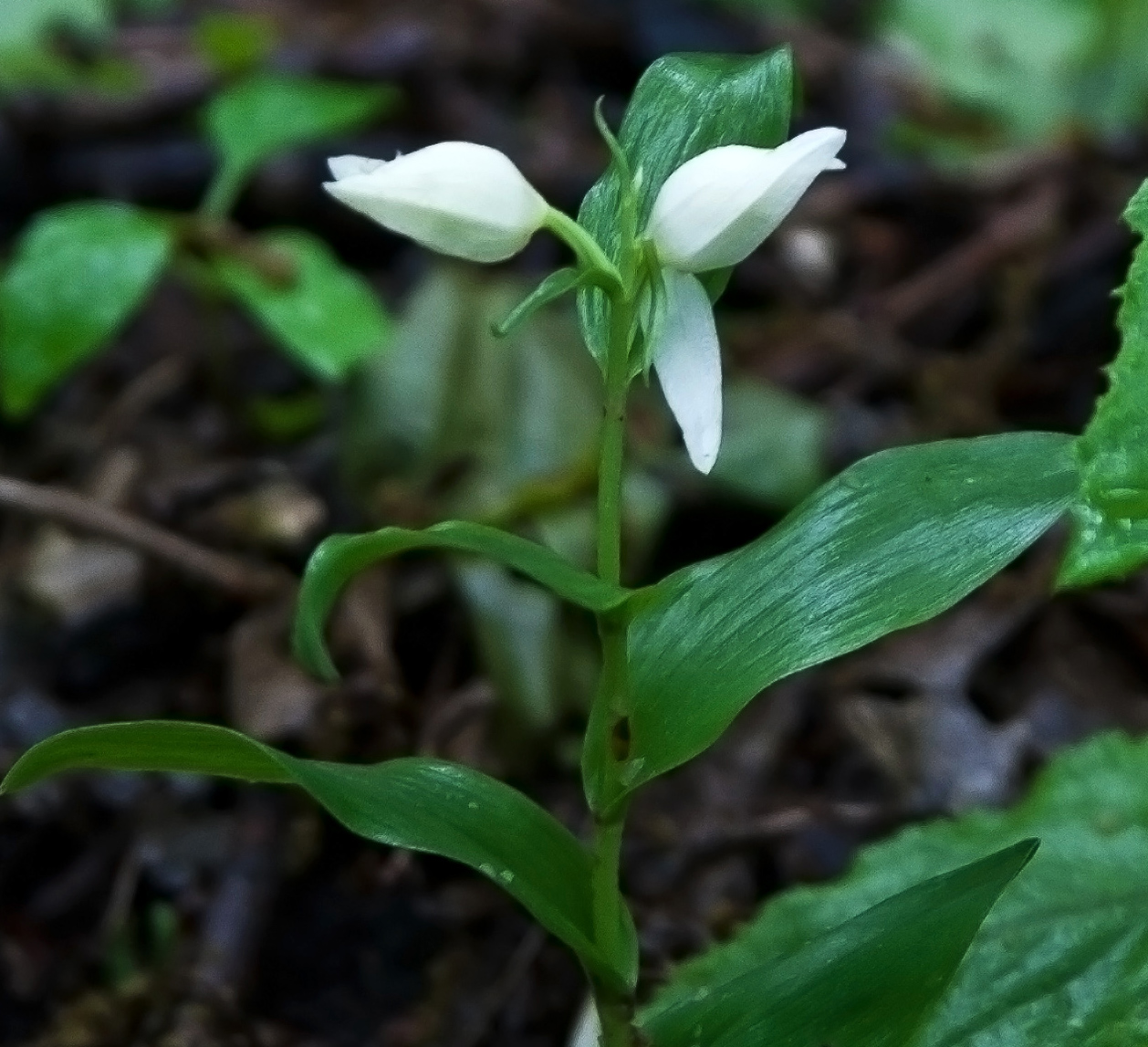 Image of Cephalanthera damasonium specimen.