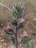 Echium asperrimum. Верхушка зацветающего растения. Испания, автономное сообщество Каталония, провинция Жирона, комарка Баш Эмпорда, муниципалитет Тороэлья-де-Монгри, долина Санта-Катерина. 28.05.2016.