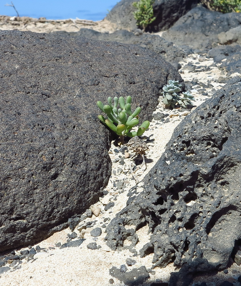 Image of Tetraena fontanesii specimen.