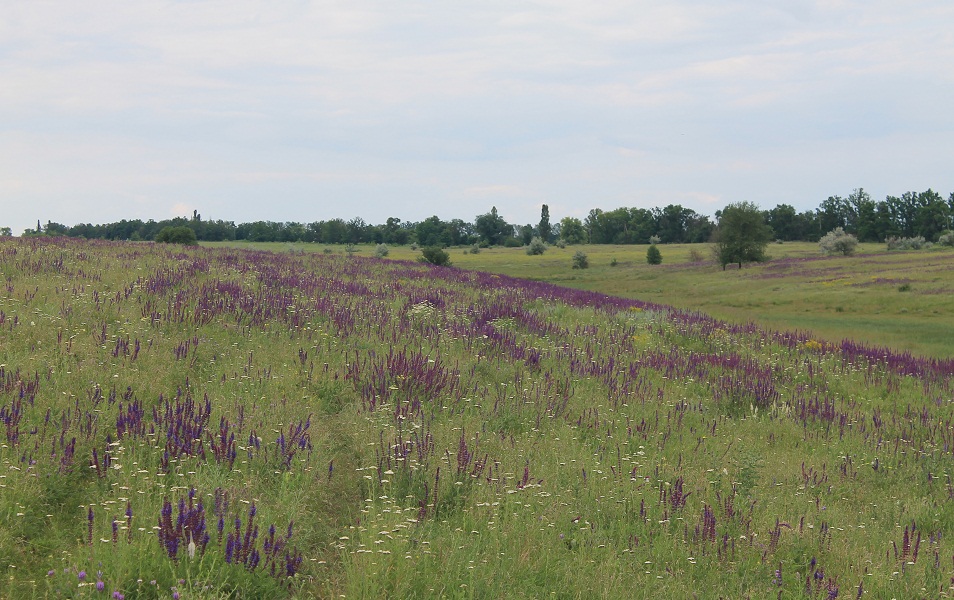 Изображение особи Salvia tesquicola.