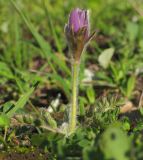 Pulsatilla violacea. Цветущее растение. Адыгея, Кавказский биосферный заповедник, гора Гузерипль, северо-восточный склон, ≈ 2050 м н.у.м., субальпийский луг. 12.06.2016.