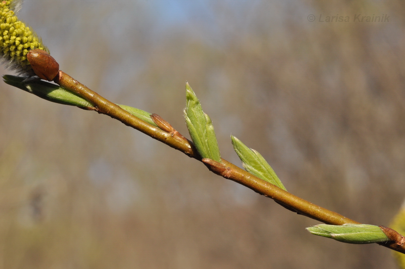 Image of Salix integra specimen.