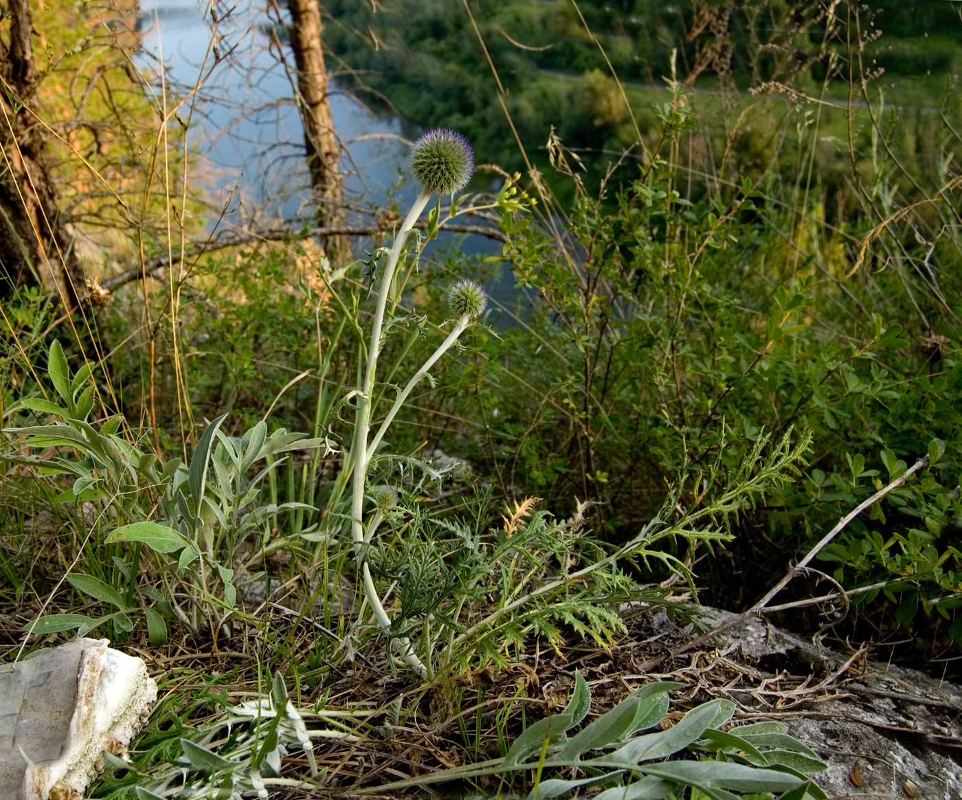 Изображение особи Echinops ruthenicus.