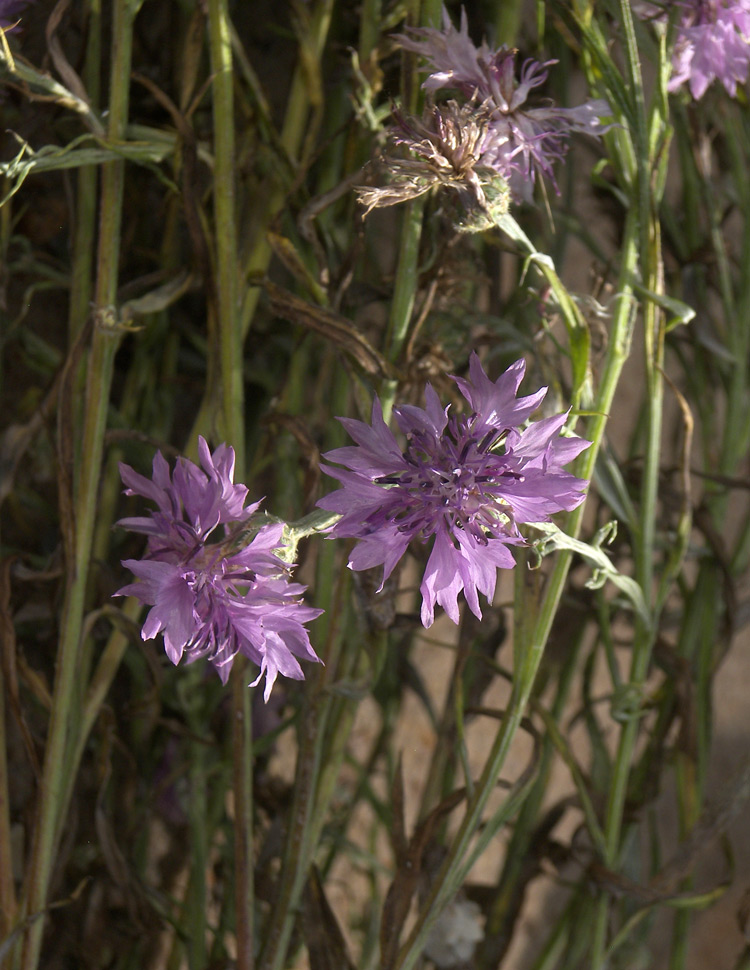 Image of Centaurea cyanus specimen.
