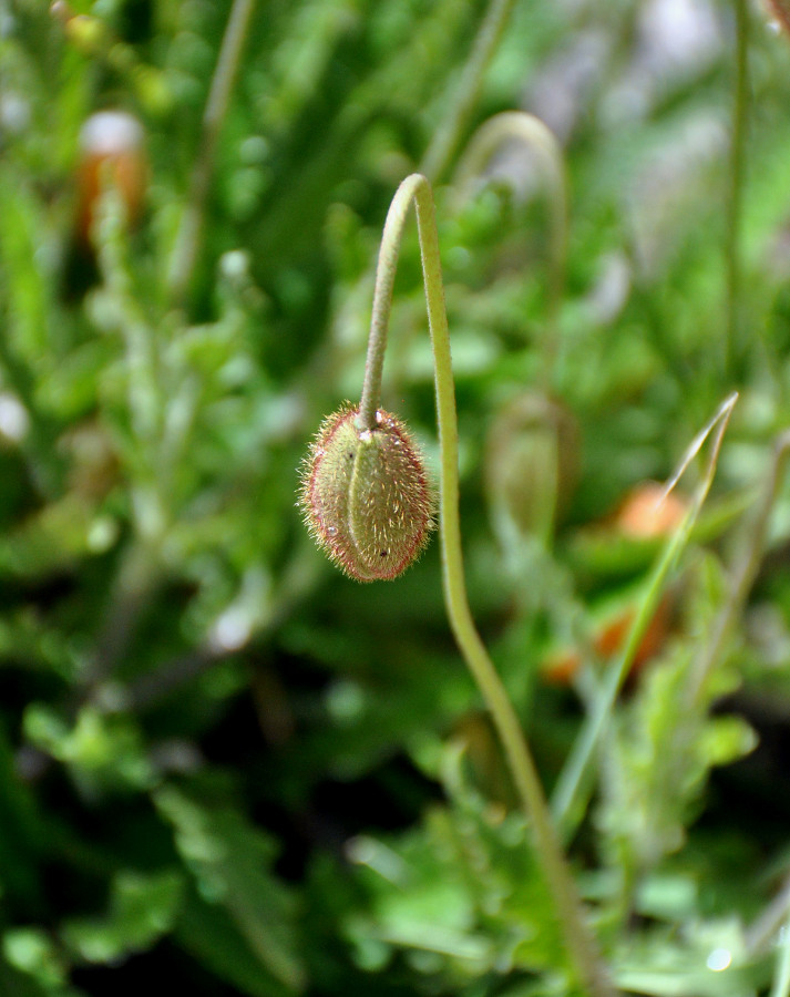 Изображение особи Papaver oreophilum.