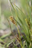 Carex hirta