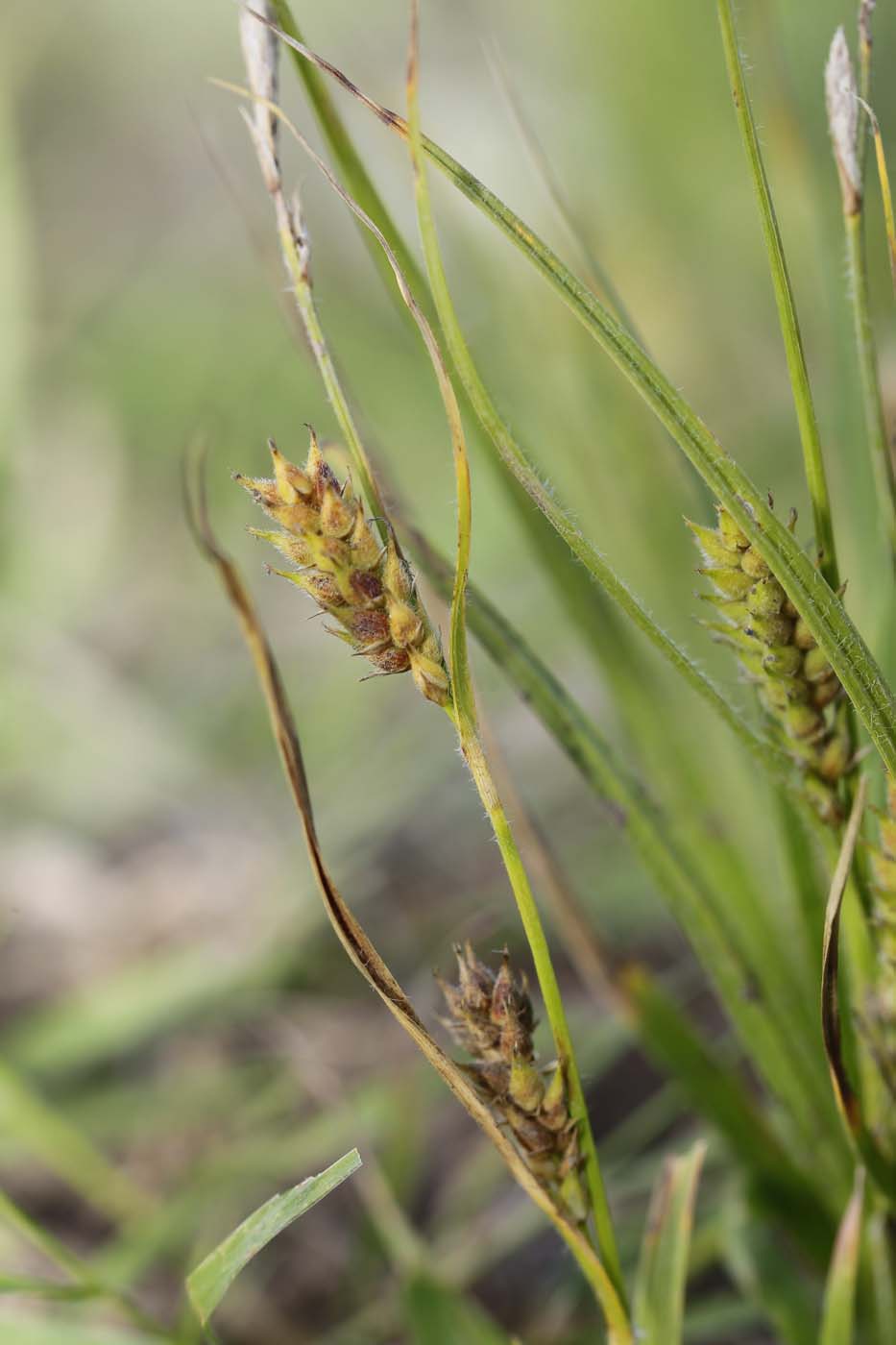Изображение особи Carex hirta.
