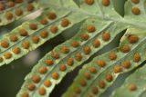 Polypodium cambricum. Часть вайи с сорусами. Греция, Пелопоннес, Мессения, влажный лес возле ущелья Фарангаки Перистерия. 29.03.2015.