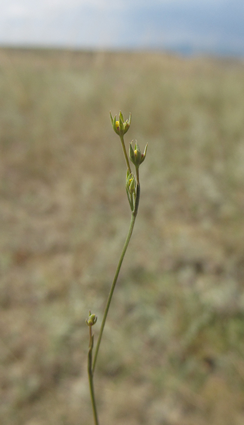 Image of Bupleurum tenuissimum specimen.