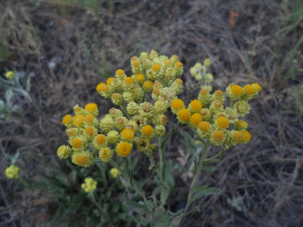 Image of Helichrysum arenarium specimen.