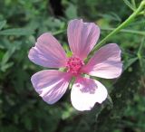 Althaea narbonensis