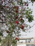 genus Erythrina. Часть кроны с соцветиями и листьями. Израиль, Тель-Авив. 17.03.2008.