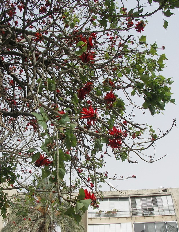 Image of genus Erythrina specimen.