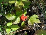 Rubus saxatilis. Верхушка плодоносящего растения. Исландия, национальный парк Ватнайокюдль (южная часть), возвышенность Скафтафельсхейди, опушка березняка. 04.08.2016.