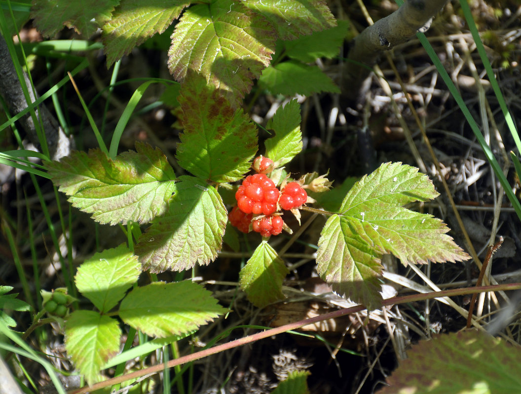 Image of Rubus saxatilis specimen.