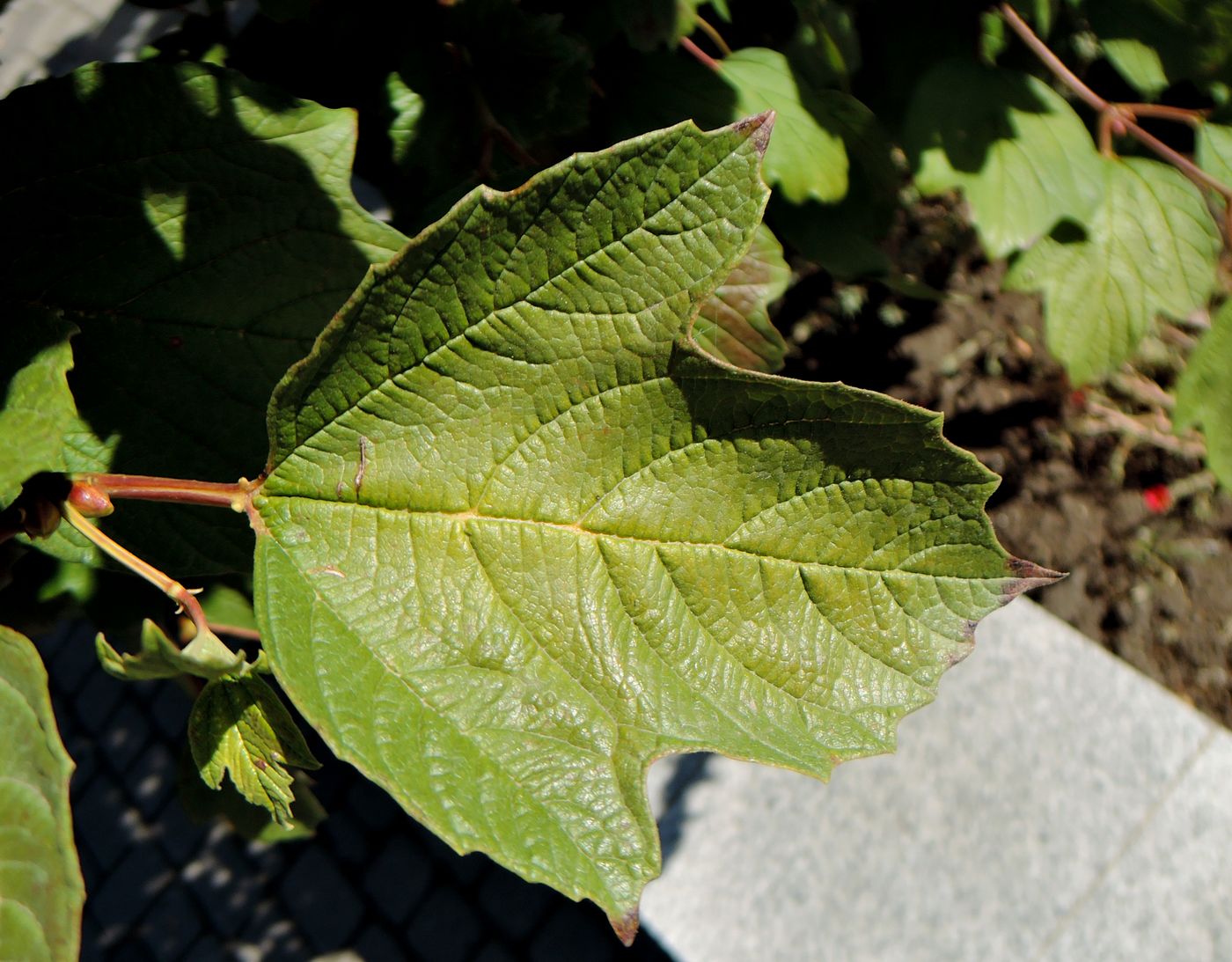 Image of Viburnum opulus specimen.