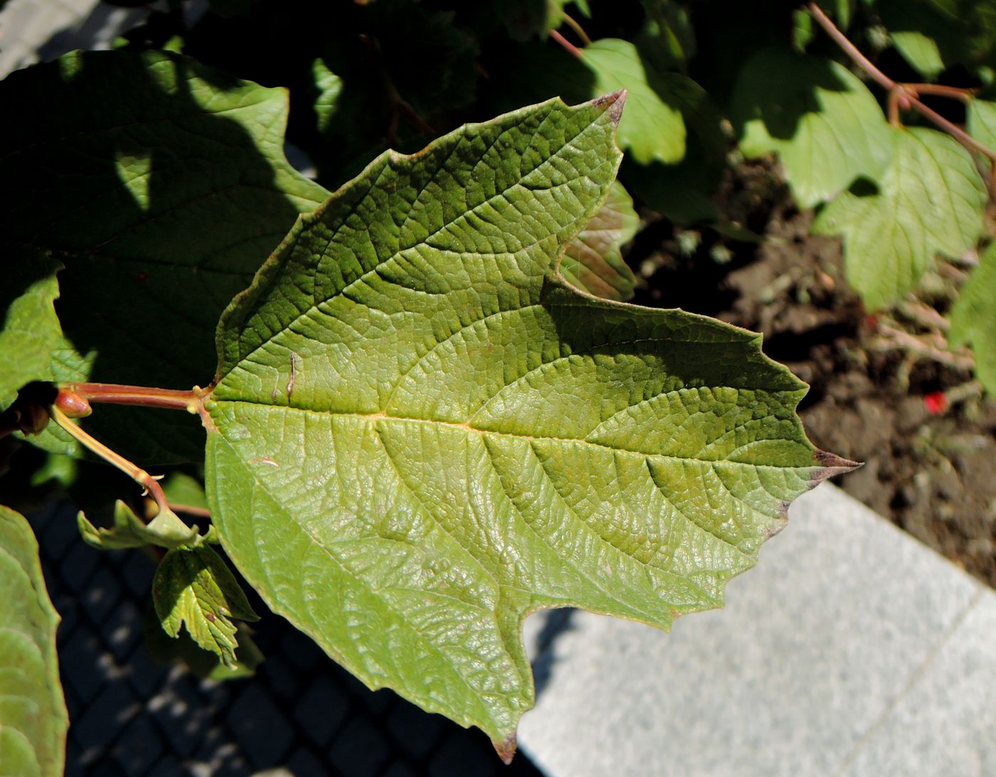 Изображение особи Viburnum opulus.