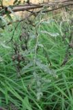 Tanacetum vulgare. Лист, поражённый мучнисторосяным грибом Golovinomyces macrocarpus. Краснодарский край, Абинский р-н, ст-ца Холмская, луг. 01.10.2016.