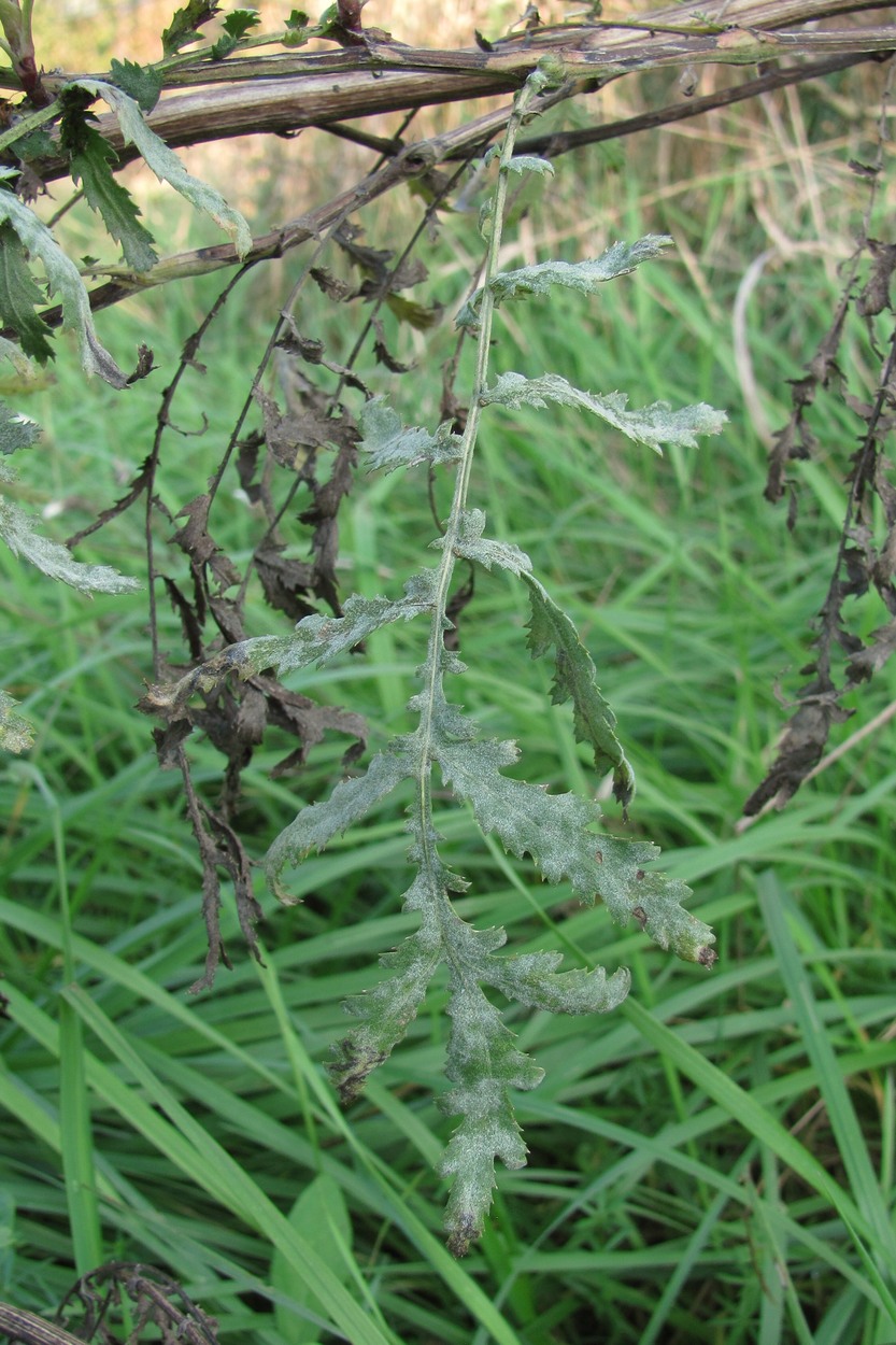 Image of Tanacetum vulgare specimen.
