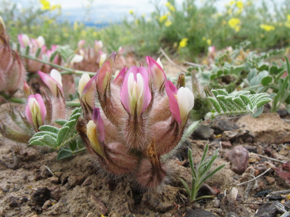 Image of Astragalus chaetodon specimen.