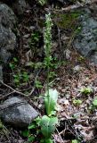 Platanthera chlorantha. Цветущее растение. Кабардино-Балкария, Эльбрусский р-н, долина р. Адыр-Су, ≈ 1800 м н.у.м., опушка соснового леса. 12.07.2016.