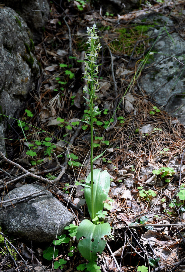 Изображение особи Platanthera chlorantha.