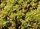 genus Sphagnum