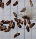 Image of taxon representative. Author is Анна Малыхина