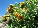Zygophyllum pinnatum. Верхушка цветущего растения. Казахстан, Сев. Тянь-Шань, южный макросклон гор Богуты, обращенный к долине Сюгаты, щебнистый склон. 25 мая 2016 г.