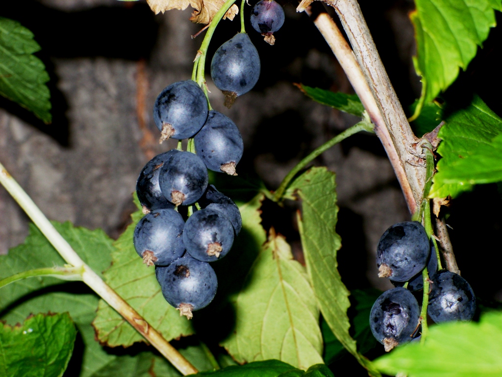 Image of Ribes dikuscha specimen.
